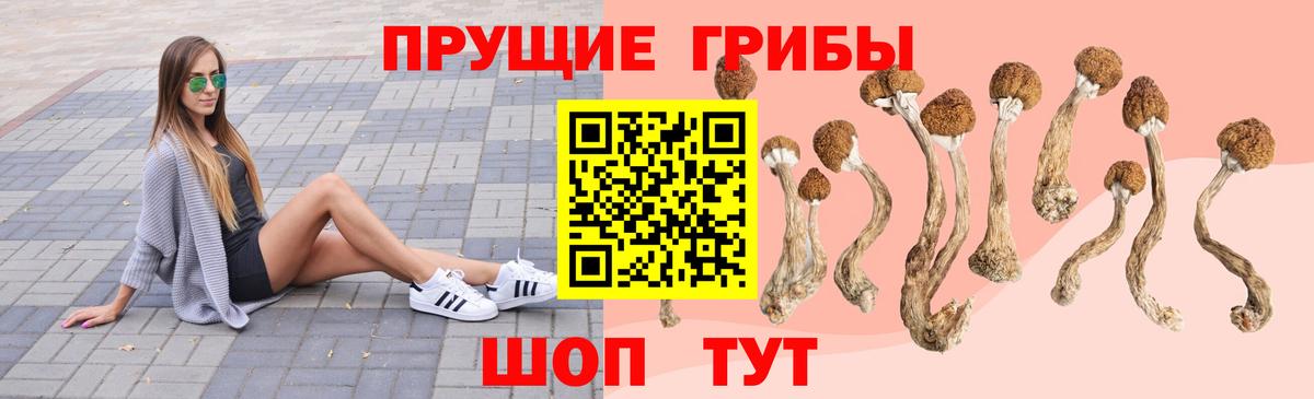 Псилоцибиновые грибы Psilocybe Протвино